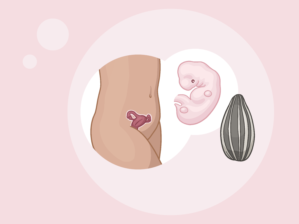Embryo-Fötus SSW 5 im Vergleich zu einem Sonnenblumenkern