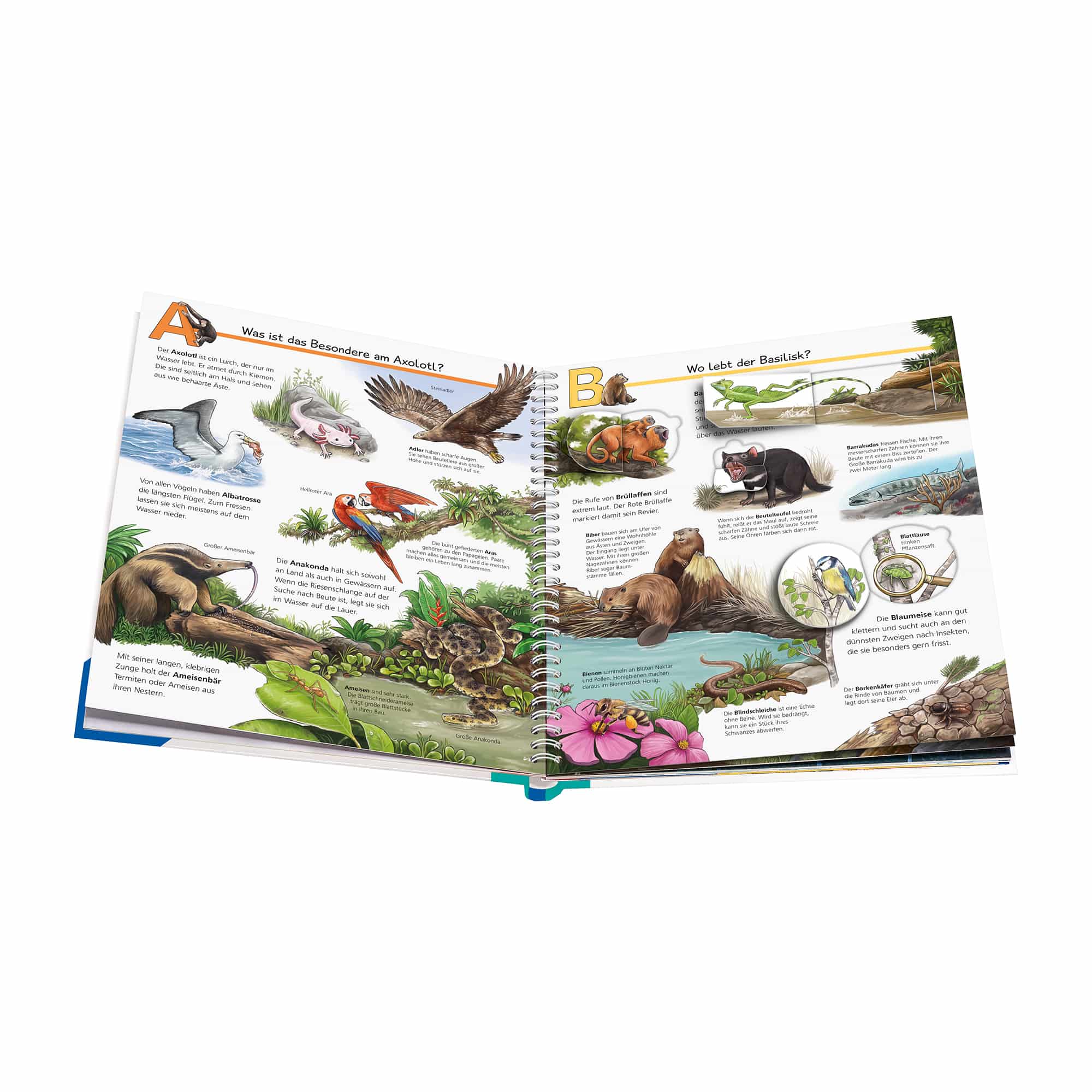 Kindersachbücher, Ravensburger, Mehrfarbig – Besonderheit: geeignet für Kinder ab ca. 4 Jahren