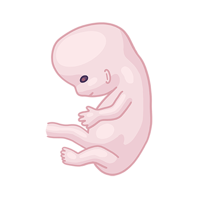 Baby ein im mutterleib.