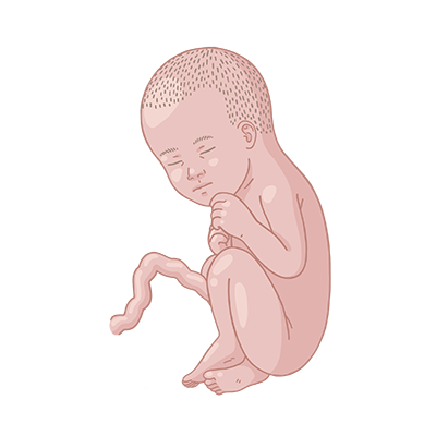 Baby im bauch schwangerschaftswoche 32.