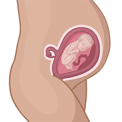 Magen der einer frau mit ihrem baby im mutterleib.