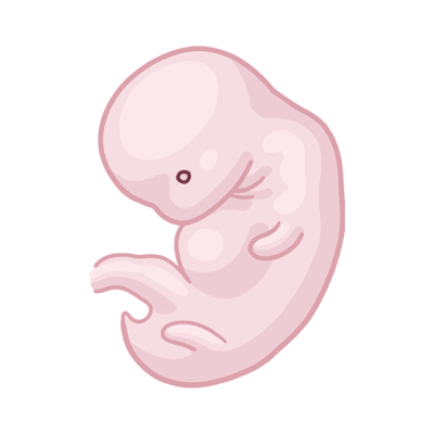 Embryo Schwangerschaftswoche / SSW 6