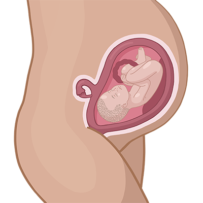 Baby ein im mutterleib.